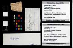 Foto (Objekt + Etikett) von Gabriella sp.  (NHMW-GEO-1990-0041-4735)